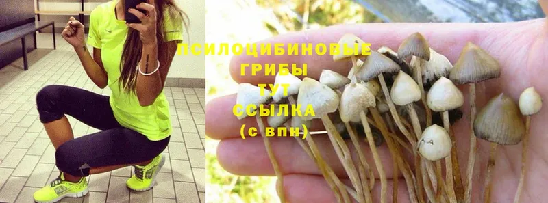 Галлюциногенные грибы Psilocybe  где купить наркотик  Кола 